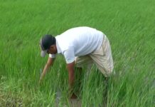 Agrarian crisis deepens in Manipur amid prolonged ethnic violence