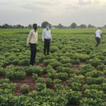 Quality and certified seeds from Seed Corporation driving Gujarat’s agricultural growth