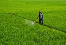 Agriculture-GVA growth to moderate to 4.5% in Q1 FY26: ICRA