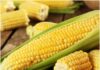 Sugarcane, maize and other crops sowing update till August 20