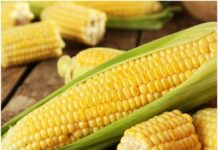Sugarcane, maize and other crops sowing update till August 20