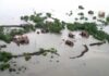 Floods ravage Pakistan’s breadbasket, over 2.2-million-acre farmland hit
