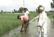 पंजाब सरकार ने धान खरीद से पहले बाढ़ प्रभावित मंडियों को पुनर्जीवित करने के लिए पांच दिवसीय अभियान शुरू किया