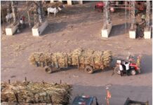 उत्तर प्रदेश में 104 चीनी मिलों ने पेराई शुरू की; 29 मिलों ने गन्ने के पेमेंट के तौर पर 513.96 करोड़ रुपये का किया भुगतान