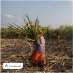 सांगली : ‘स्वाभिमानी’च्या कार्यकर्त्यांकडून पुन्हा आंदोलन सुरू, पहिल्या उचलीबाबत उत्सुकता