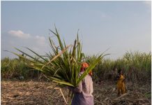 सांगली : ‘स्वाभिमानी’च्या कार्यकर्त्यांकडून पुन्हा आंदोलन सुरू, पहिल्या उचलीबाबत उत्सुकता