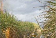 हरियाणा : ऊस उत्पादकांसाठी खुशखबर, प्रतिक्विंटल १५ रुपयांनी वाढली एफआरपी