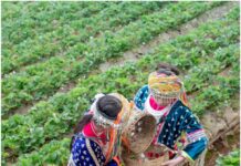 Ministry of Agriculture and Farmers’ Welfare releases Second Advance Estimates of Production of major agricultural crops (Kharif & Rabi) for 2024-25