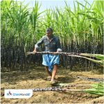 Sugarcane farmers demand Rs 3,500 per tonne for their produce, plan to launch protest on Oct 30