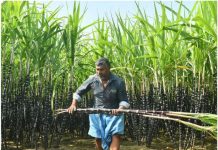 कर्नाटकमध्येही ऊस दर आंदोलन पेटले, बेळगावात निपाणी-मुधोळ राज्य महामार्गावर ठिय्या