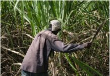 गन्ने का दाम न बढ़ाए जाने से किसान गन्ने की खेती से बना रहे दूरी : भाकियू