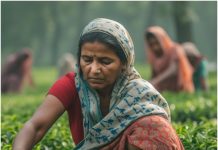 Cabinet approves MSP for Rabi crops for marketing season 2026-27