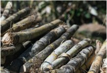 कोल्हापूर : वसंतदादा शुगर इन्स्टिट्यूटतर्फे ‘दत्त-शिरोळ’ला सर्वोत्कृष्ट ऊस विकास व संवर्धन प्रथम