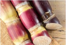 मध्यप्रदेश : वीएसआई द्वारा विकसित गन्ने की नई वैरायटी COVSI 18121 किसानों के लिए फायदेमंद