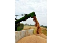 Rabi MSP hike to have muted impact on inflation: Report