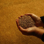 BRICS emerges as new global hub of food security