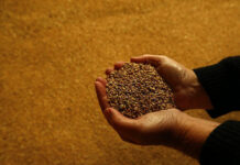 BRICS emerges as new global hub of food security