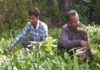 Organic farming boosts farmers’ income in J-K’s Udhampur