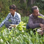 Organic farming boosts farmers’ income in J-K’s Udhampur