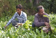 Organic farming boosts farmers’ income in J-K’s Udhampur