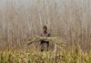 Pakistan: Sindh sugarcane farmers crushed by government inaction