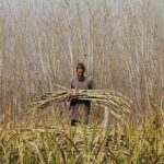 Pakistan: Sindh sugarcane farmers crushed by government inaction