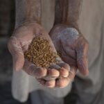 Pakistan’s alarming soil decline signals a looming food security crisis