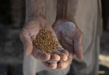 Pakistan’s alarming soil decline signals a looming food security crisis