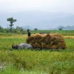 Unseasonal rains, price crash pose sharp decline in cultivation income of rural farmers: Report