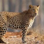 महाराष्ट्र: भाईंदरमध्ये रहिवाशी परिसरात बिबट्या, नागरिकांमध्ये भीतीचे वातावरण