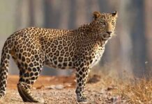 महाराष्ट्र – गन्ने के खेतों में तेंदुओं पर अब CCTV से रखी जाएगी नजर: फॉरेस्ट डिपार्टमेंट एक्शन मोड पर