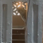 Maharashtra: Leopard in Bhayandar spotted in residential area