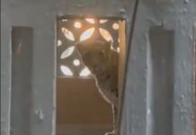 Maharashtra: Leopard in Bhayandar spotted in residential area