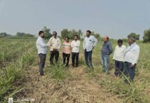 परभणी : ट्वेंटीवन शुगर्स मार्फत जागतिक मृदा दिन उत्साहात साजरा