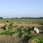 Pakistan flood-hit farmers move climate justice case in Germany against top polluters