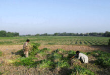 Pakistan flood-hit farmers move climate justice case in Germany against top polluters
