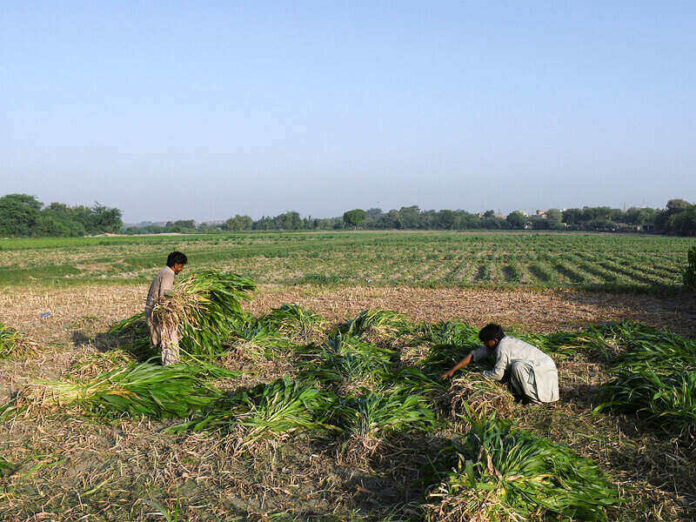 ani-pakistan_flood-hit_farmers_move_climate_justice_case_in_germany_against_top_polluters