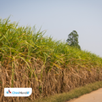 рдкреБрдгреЗ : рддреБрд░рд╛ рдЖрд▓реЗрд▓реНрдпрд╛ рдЙрд╕рд╛рдЪреЗ рд▓рд╡рдХрд░рд╛рдд рд▓рд╡рдХрд░ рдЧрд╛рд│рдк рдХрд░рдгреНрдпрд╛рдЪрд╛ рддрдЬреНрдЬреНрдЮрд╛рдВрдЪрд╛ рд╕рд▓реНрд▓рд╛