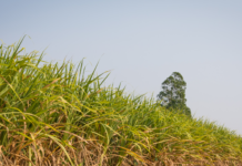 पुणे : तुरा आलेल्या उसाचे लवकरात लवकर गाळप करण्याचा तज्ज्ञांचा सल्ला