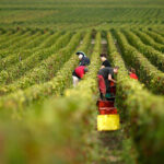 Global spirits industry drowning in a $22 billion inventory glut after COVID-19 pandemic-era boom