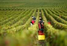 Global spirits industry drowning in a $22 billion inventory glut after COVID-19 pandemic-era boom