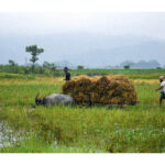 खाने की कीमतों में गिरावट से ग्रामीण खेती की आय पर दबाव: रिपोर्ट