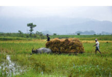 Rural cultivation incomes under pressure as food prices decline: Report